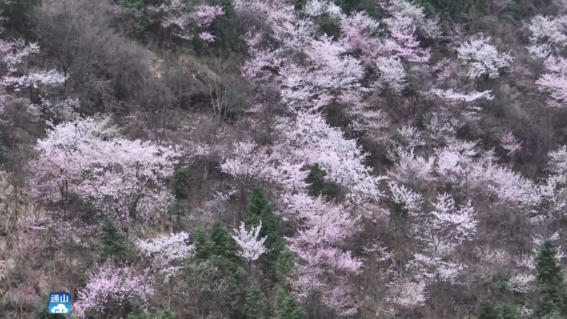 厦铺镇人口_人口普查图片(3)